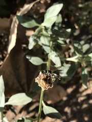 Ancistrocerus bustamente