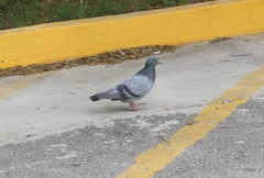 Columba livia domestica
