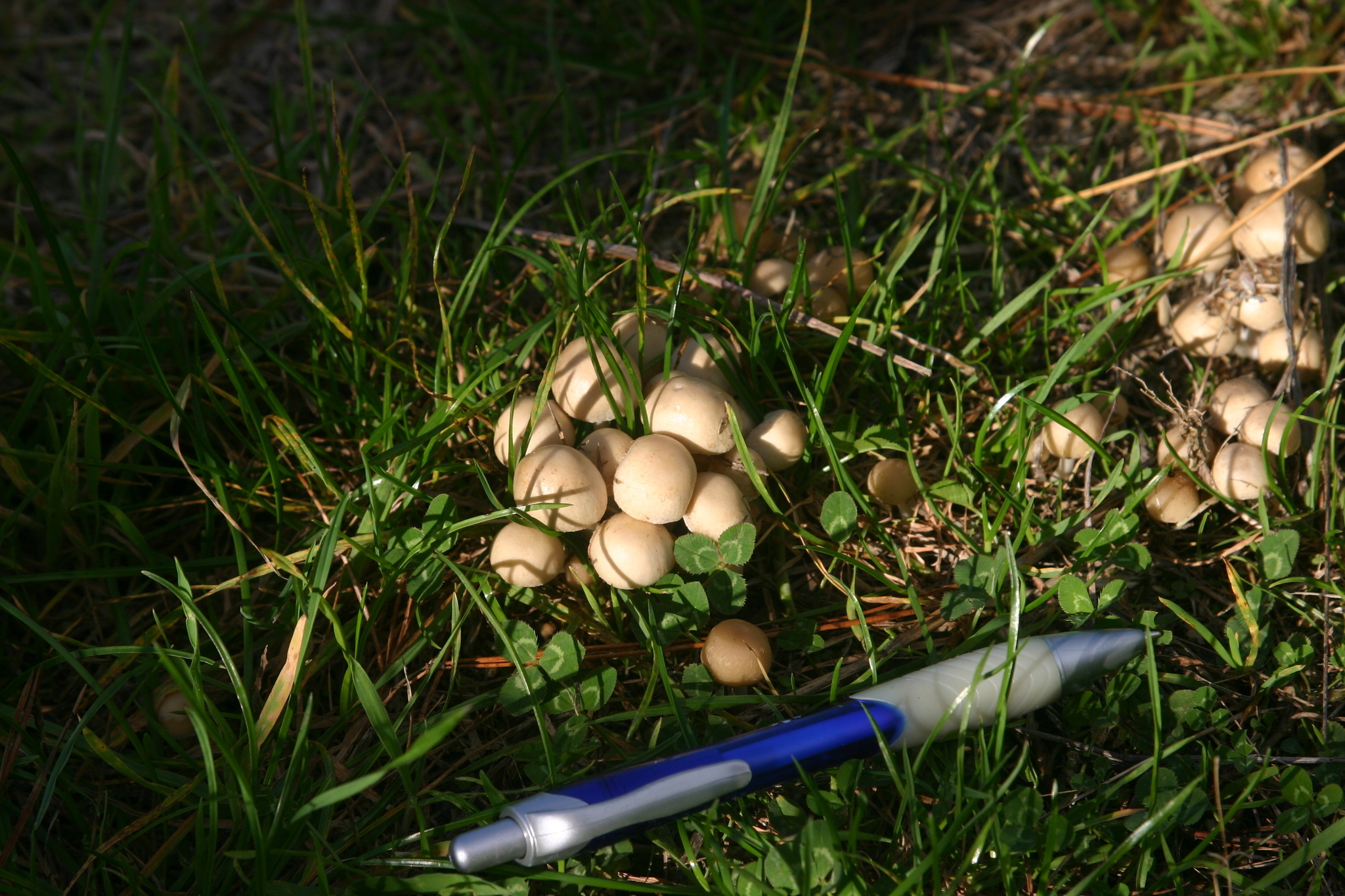 Psathyrella candolleana image