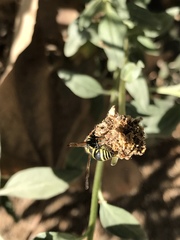 Ancistrocerus bustamente