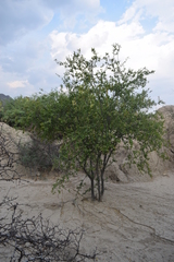 Sarcomphalus mexicanus