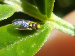 Liriomyza clianthi