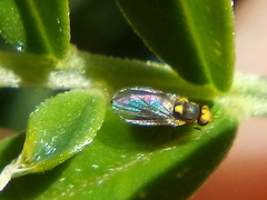 Liriomyza clianthi
