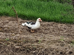 Cairina moschata domestica