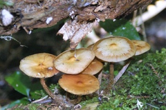 Armillaria novae-zelandiae