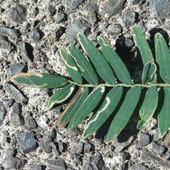 Liriomyza clianthi