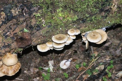 Armillaria novae-zelandiae