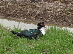 Cairina moschata domestica