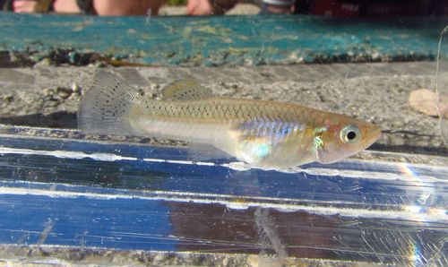 Hispaniolan gambusia (Gambusia hispaniolae) — Poeciliidae — 4