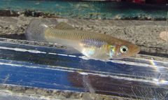 Hispaniolan Gambusia photo 2