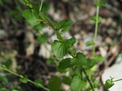 Triodanis lamprosperma