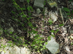 Triodanis lamprosperma