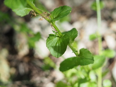 Triodanis lamprosperma