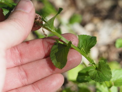 Triodanis lamprosperma