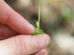 Triodanis lamprosperma