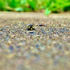 Rectiostoma xanthobasis