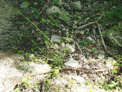 Triodanis lamprosperma