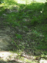 Triodanis lamprosperma