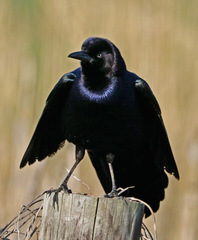 Quiscalus major