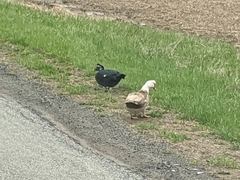 Cairina moschata domestica