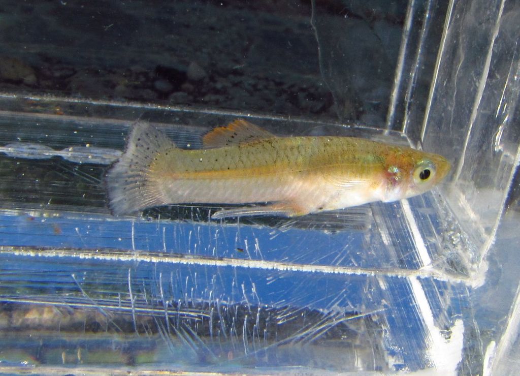 Hispaniolan Gambusia