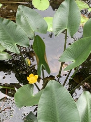Nuphar japonica