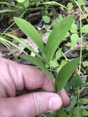 Uvularia floridana