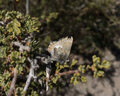 Callophrys fotis