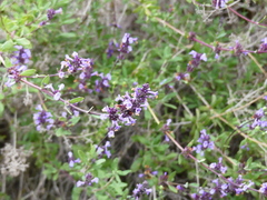 Salvia munzii