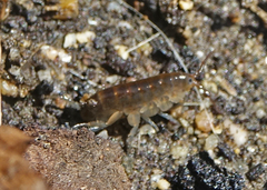 Arcitalitrus sylvaticus