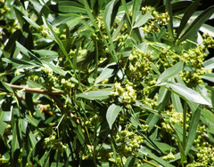 Platylophus trifoliatus