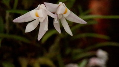 Polystachya ottoniana