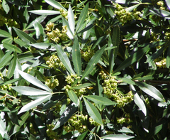 Platylophus trifoliatus