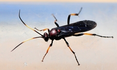 Ichneumon centrator