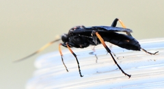 Ichneumon centrator