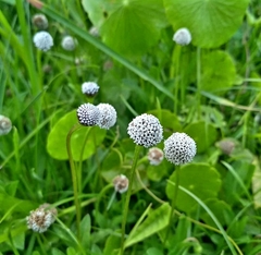 Spilanthes urens