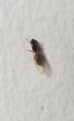 Formicidae