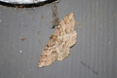 Melanolophia imitata