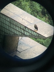 Aves