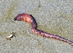 Abarenicola pacifica