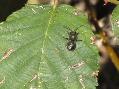 Osmia lignaria propinqua
