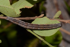 Gondysia