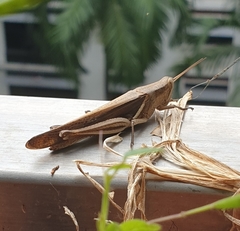 Stenocatantops splendens