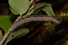 Gondysia