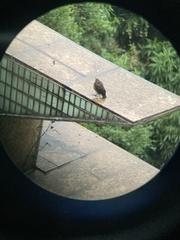 Aves