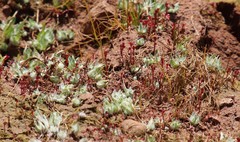 Psilocarphus brevissimus