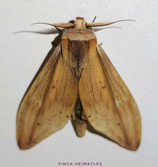 Truncaptera elongata