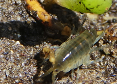 Arcitalitrus sylvaticus