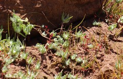 Psilocarphus brevissimus