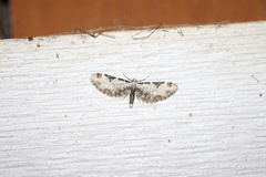Eupithecia ravocostaliata